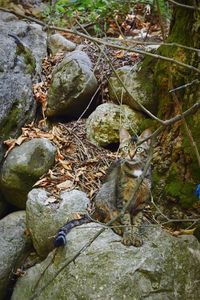 Close-up of turtle in water