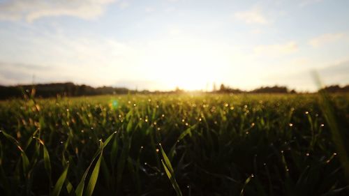 Close-up of wheat field against sky