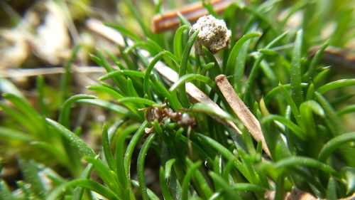 Close-up of plant