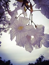 Low angle view of leaves on tree