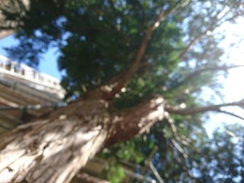 Low angle view of tree against sky