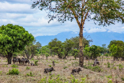 Wild african animals in mikumi national park in tanzania in africa on safari