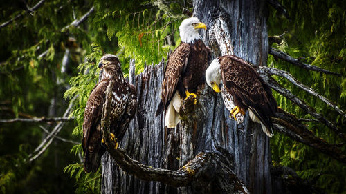 Bird perching on tree trunk