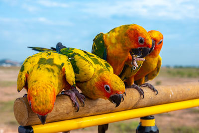 Close-up of parrot perching on railing