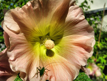 Close-up of flowers