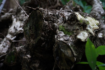 Close-up of moss growing on tree trunk