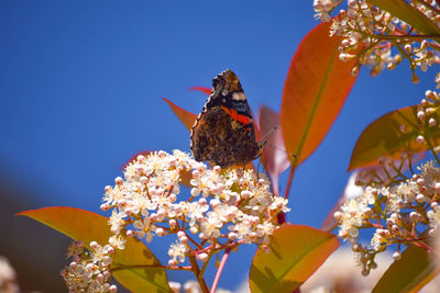 Close-up of butterfly pollinating flower