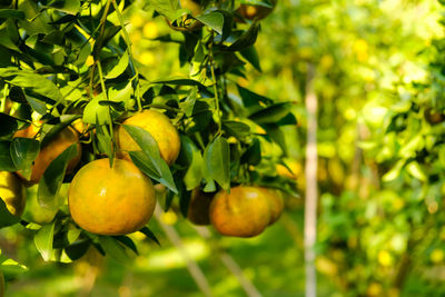 Close-up of fruits growing on tree