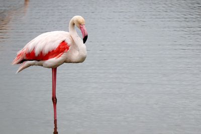 Flamingo in camargue 