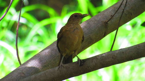 Close-up of bird perching on tree trunk