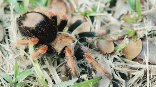 High angle view of spider on plant