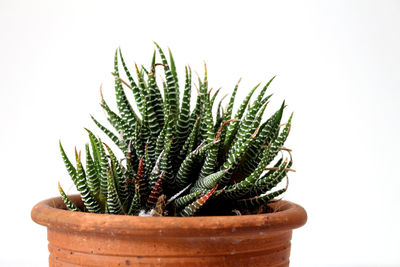 Close-up of cactus plant in pot