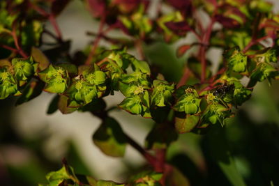 Close-up of fresh green leaves on plant