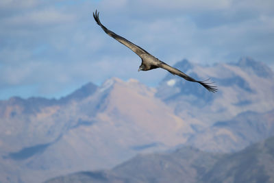 Low angle view of condor flying in sky