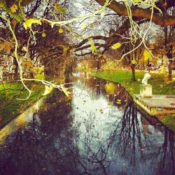 Reflection of trees in water