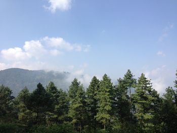 Low angle view of trees against cloudy sky