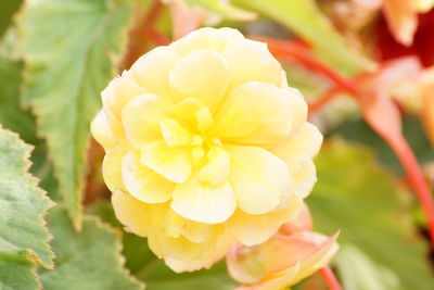 Close-up of yellow flowering plant