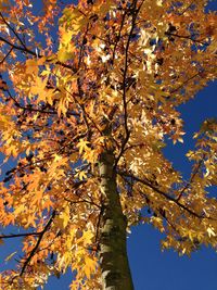 Low angle view of tree against sky