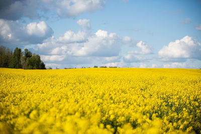 Scenic view of oilseed rape field against cloudy sky