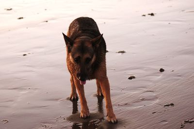 High angle view of dog walking on beach