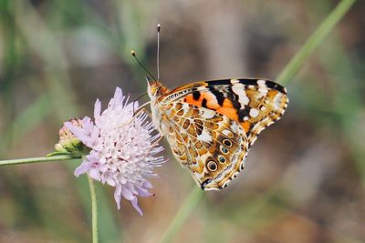 Close-up of butterfly pollinating on flower