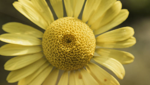 Macro shot of white daisy flower