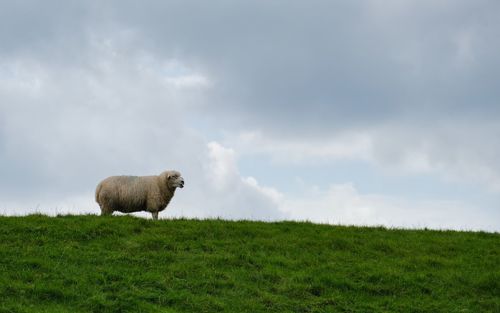 Sheep in a field