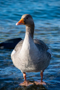 Close-up of duck swimming in lake