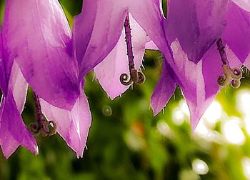 Close-up of purple flowers