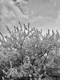 Low angle view of tree against sky