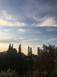 Trees on field against sky at sunset