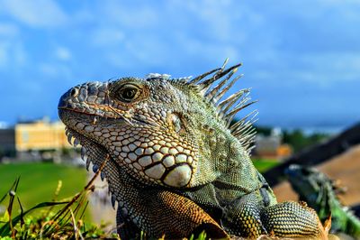 Close-up of iguana against sky