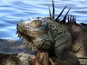 Close-up of lizard on white surface