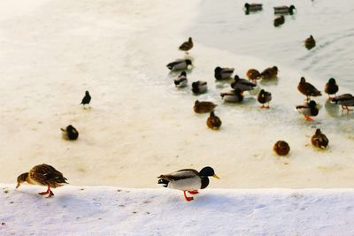Mallard ducks on snow covered lakeshore