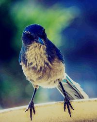 Close-up of bird perching