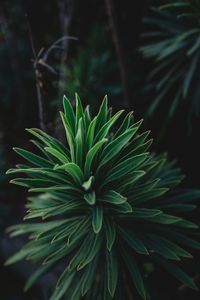 Close-up of pine tree