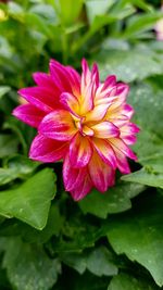 Close-up of lotus blooming outdoors