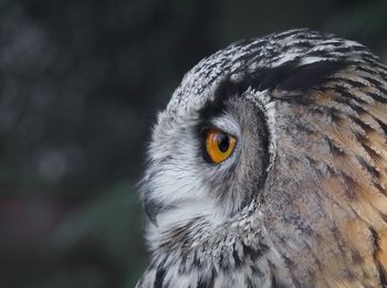 Close-up of a bird