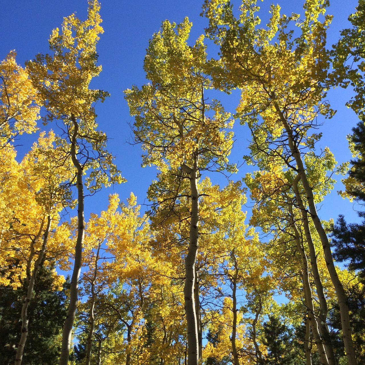 tree, low angle view, clear sky, growth, blue, branch, nature, yellow, beauty in nature, sunlight, tranquility, tree trunk, autumn, sky, day, change, outdoors, no people, leaf, scenics