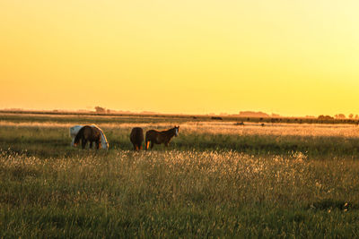 Horses in a field