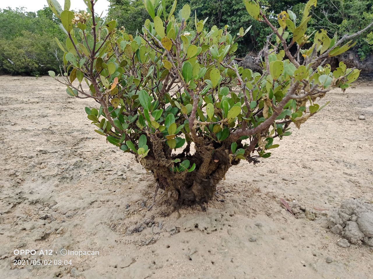 plant, growth, produce, nature, soil, tree, food, land, no people, day, green, shrub, field, outdoors, beauty in nature, landscape, food and drink, agriculture, leaf, flower, plant part, dirt, environment, fruit, tranquility, healthy eating, scenics - nature, sand, sunlight