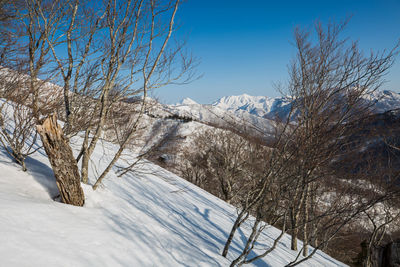 Bare trees on snow covered landscape against sky