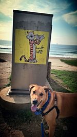 Dog standing on beach