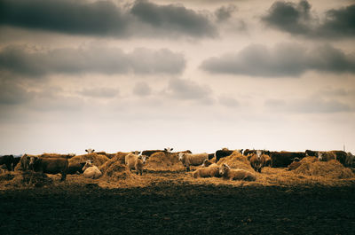 Cows on farm against cloudy sky