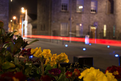 Multi colored flowers blooming by light trails on street at night