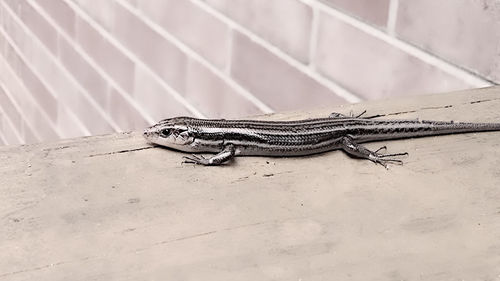 Close-up of lizard on sand