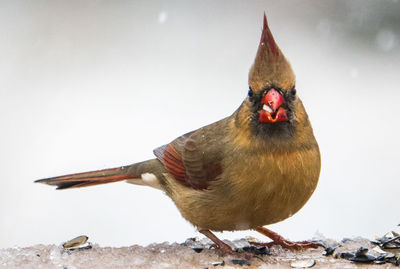 Cardinal in the snow