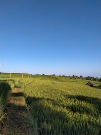 Scenic view of agricultural field against clear blue sky