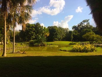 Trees on field against sky
