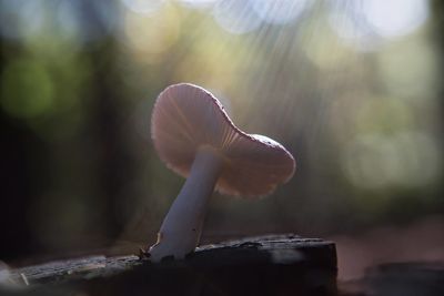 Close-up surface level of mushroom against blurred background